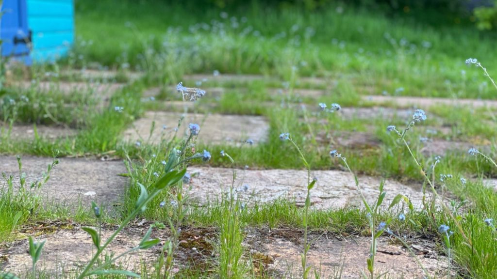 A close up of natural stone paving flags with wildflowers and long grass growing in the gaps between the flags
