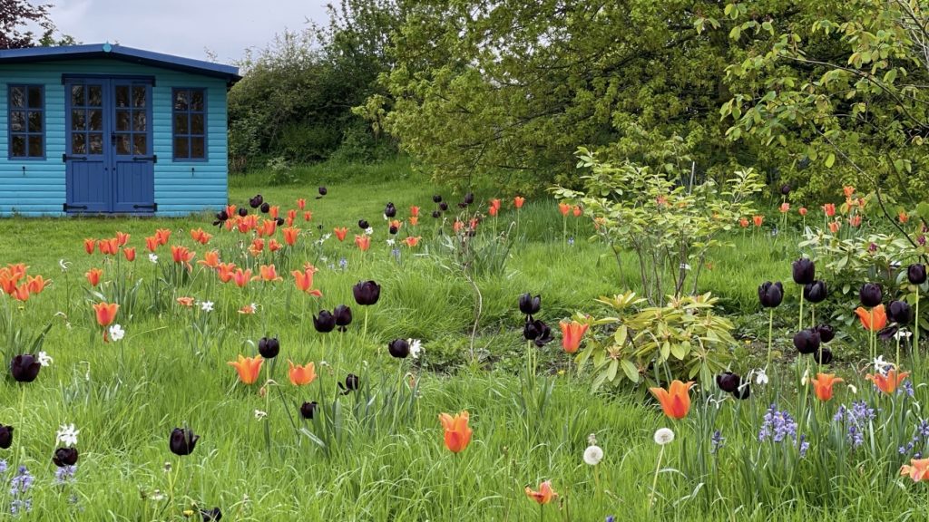In front of a vibrant blue garden summer house a display of spring flowers in bloom, featuring various colours amid long green grass, shrubs, mature hedgerow and trees.