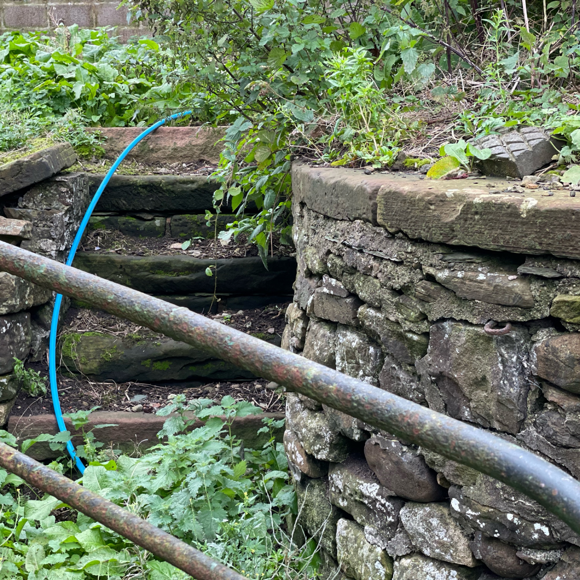 Stone garden wall with crevices containing nettles, docks and other vegetation.