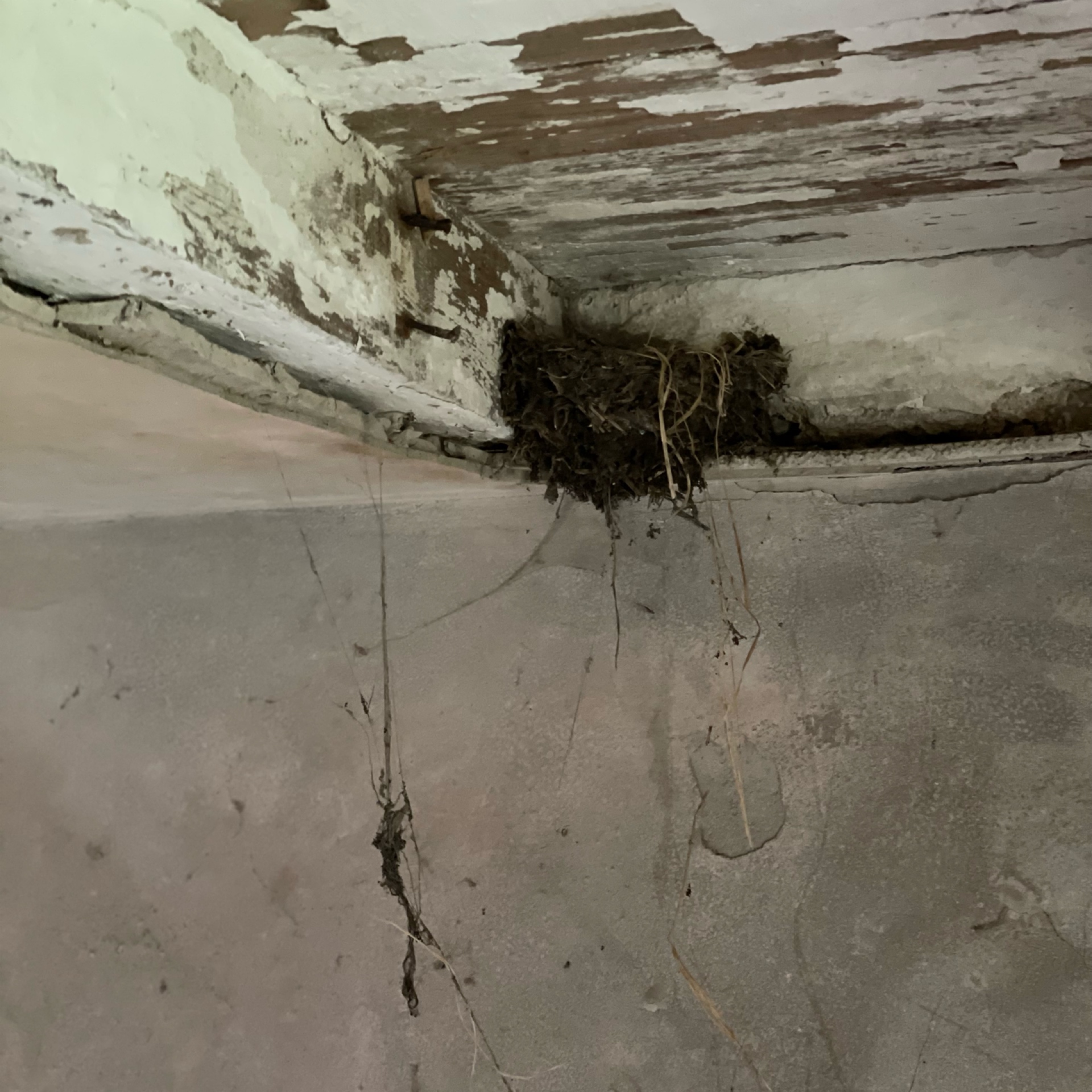Barn Swallow's nest made of mud and straw in ceiling corner of abandoned farmhouse.
